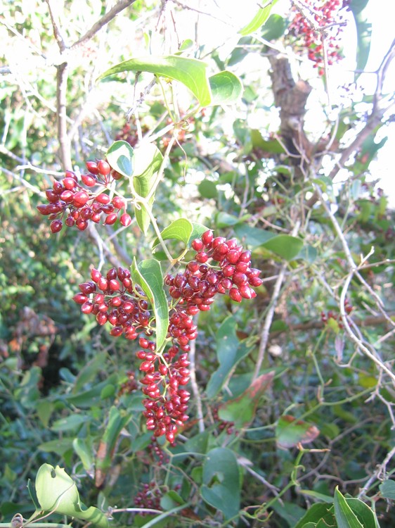 Smilax aspera